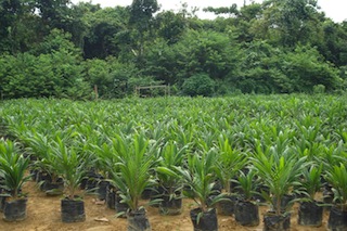 Oil Palm Seedlings