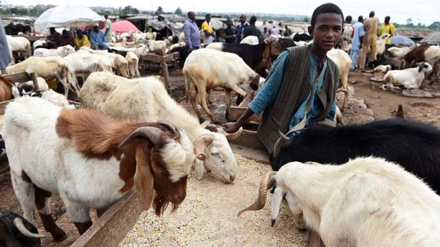 Sallah: Muslim faithful lament price hike of rams, sellers bemoan low patronage - Vimarsana News