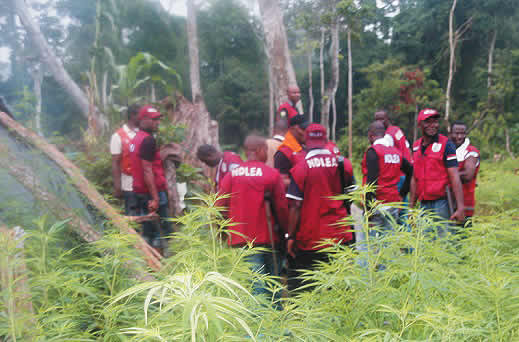 NDLEA arrests 24 drug peddlers, intercepts 19,824.57kg drugs - Vimarsana News